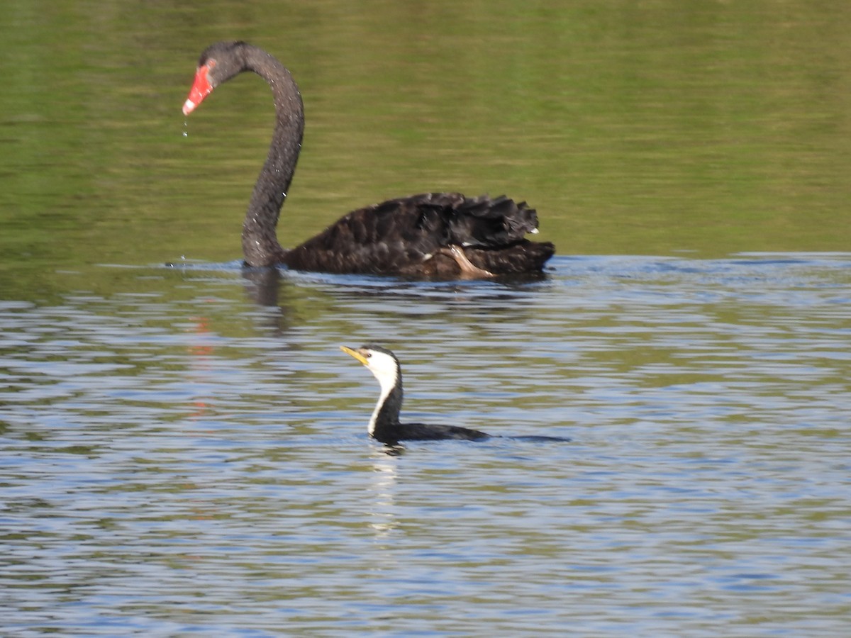 Black Swan - ML620602630