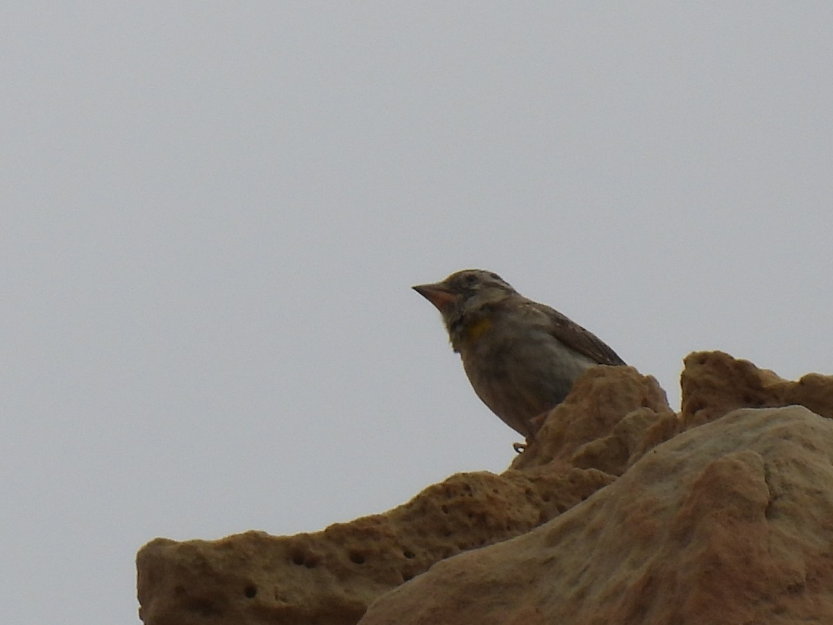 Rock Sparrow - ML620602631