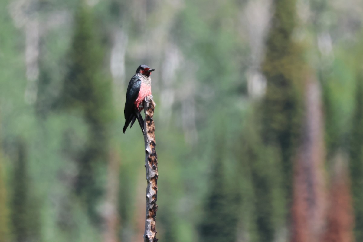 Lewis's Woodpecker - ML620602633