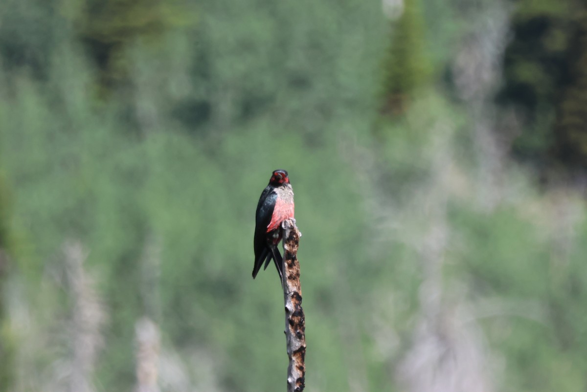 Lewis's Woodpecker - Pete Fenner