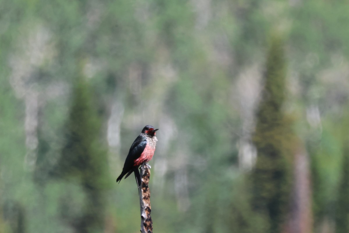 Lewis's Woodpecker - ML620602635