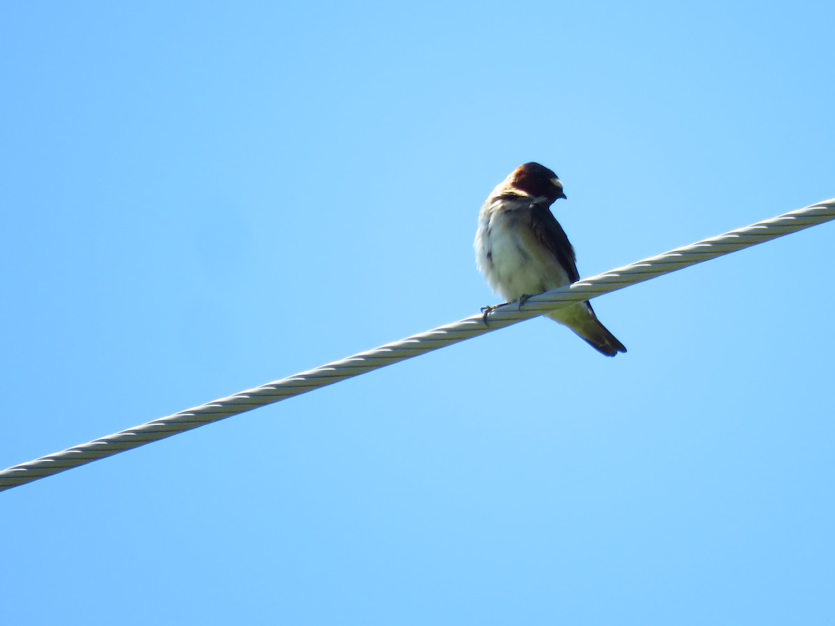 Cliff Swallow - ML620602636