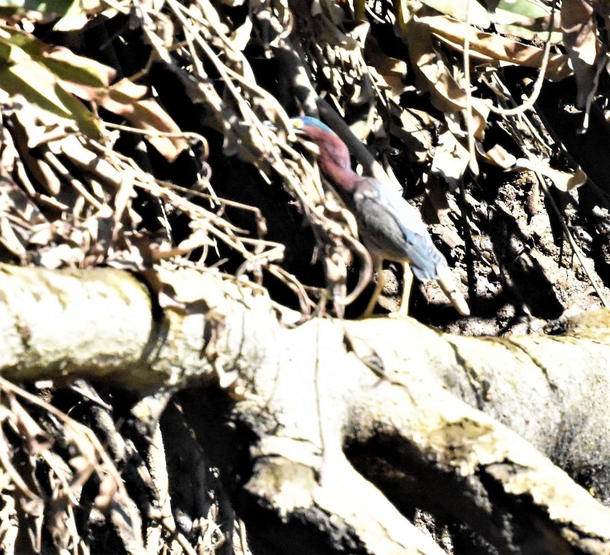 Green Heron - ML620602638