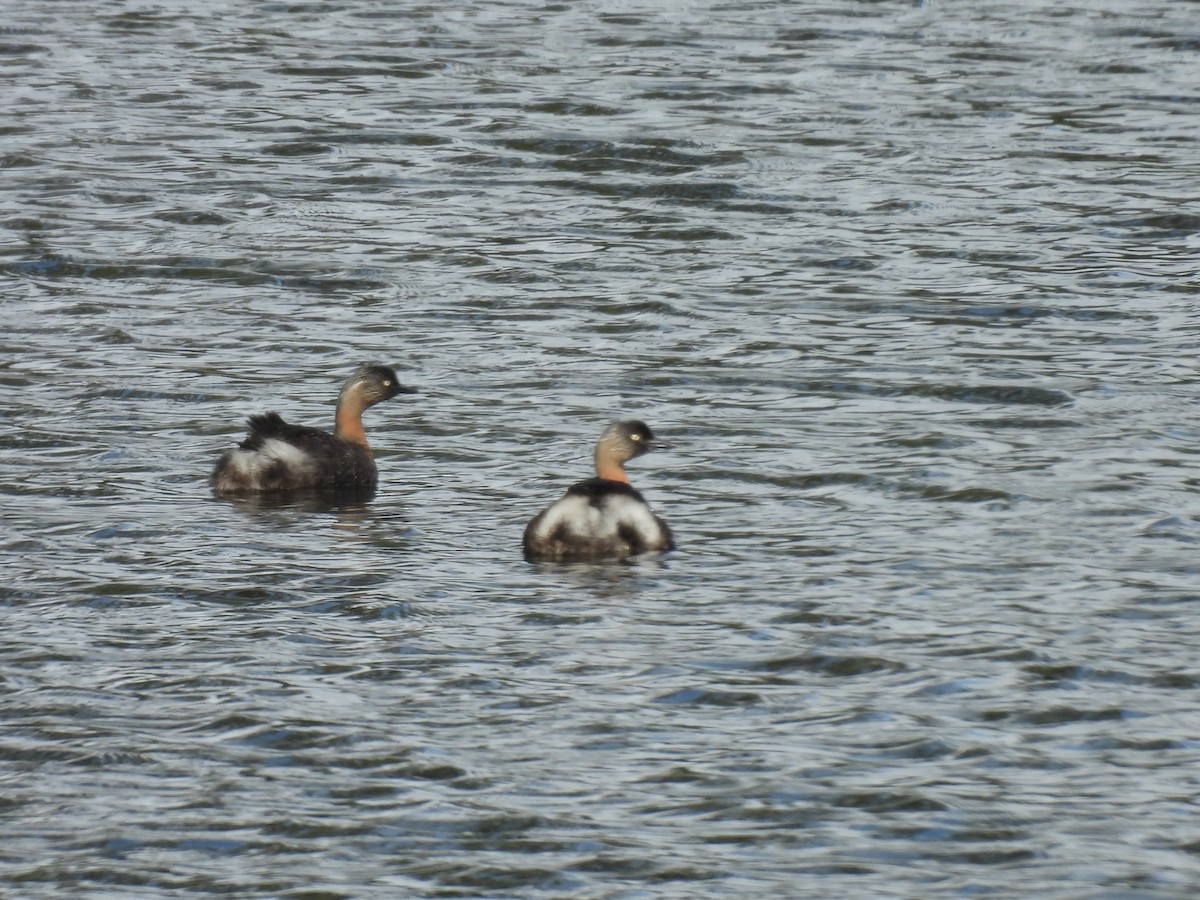 New Zealand Grebe - ML620602639