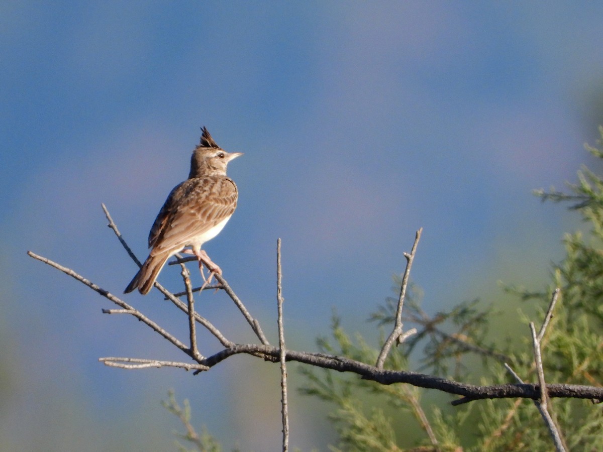 Crested Lark - ML620602640