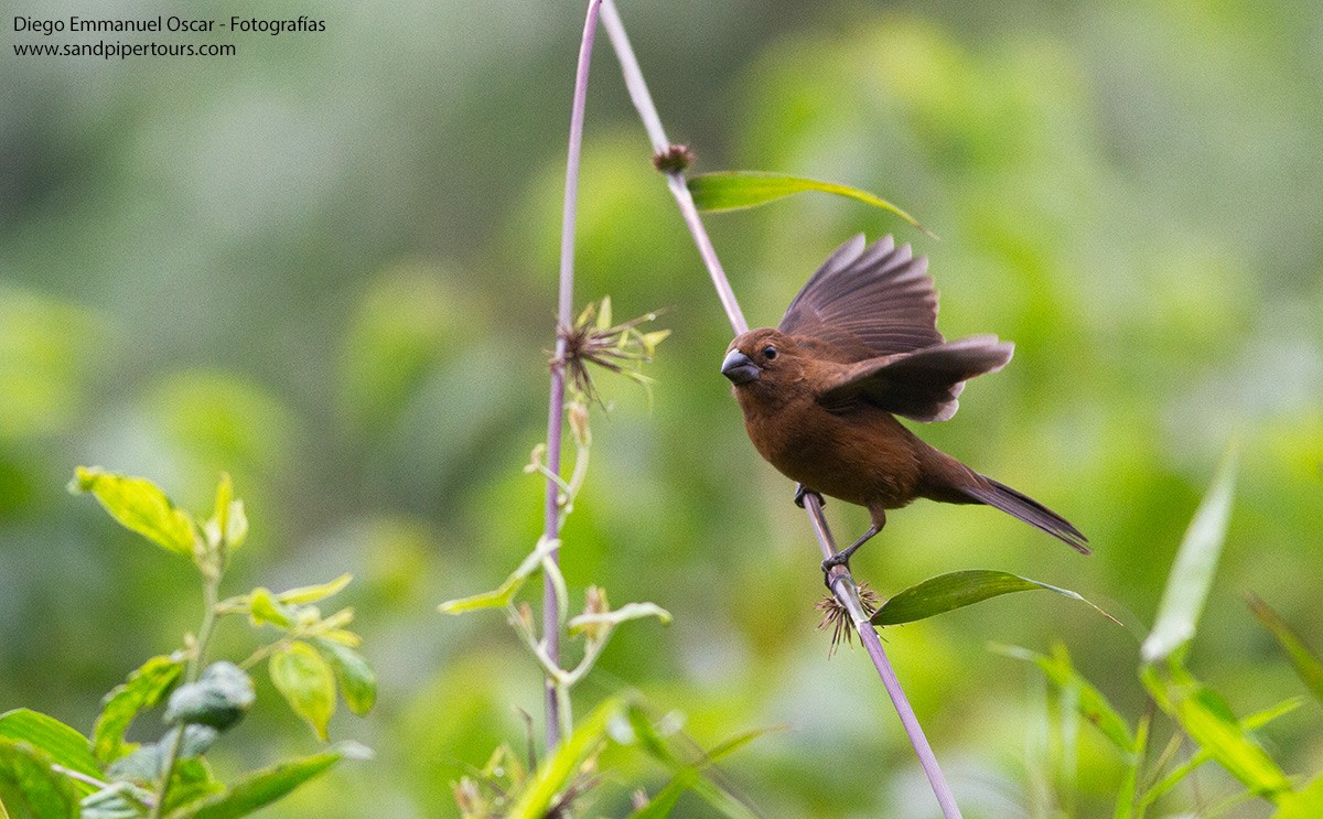 Blackish-blue Seedeater - ML620602641