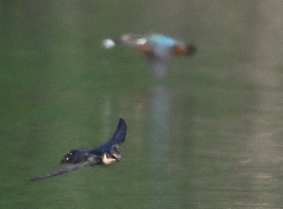 Common Kingfisher - ML620602642