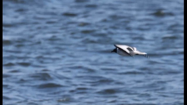 Sabine's Gull - ML620602646