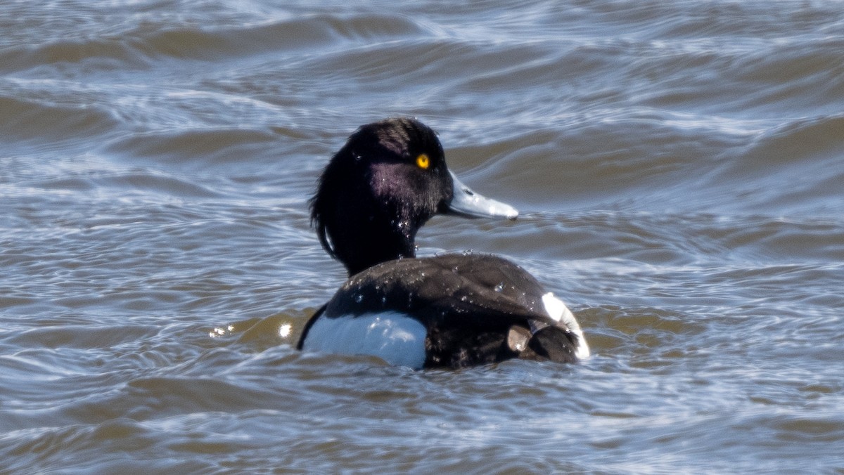 Tufted Duck - ML620602653