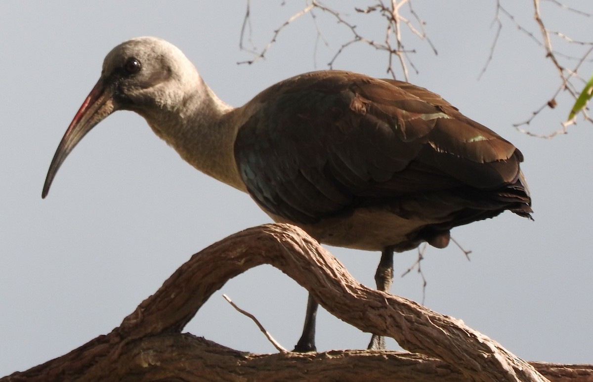 ibis hagedaš - ML620602657