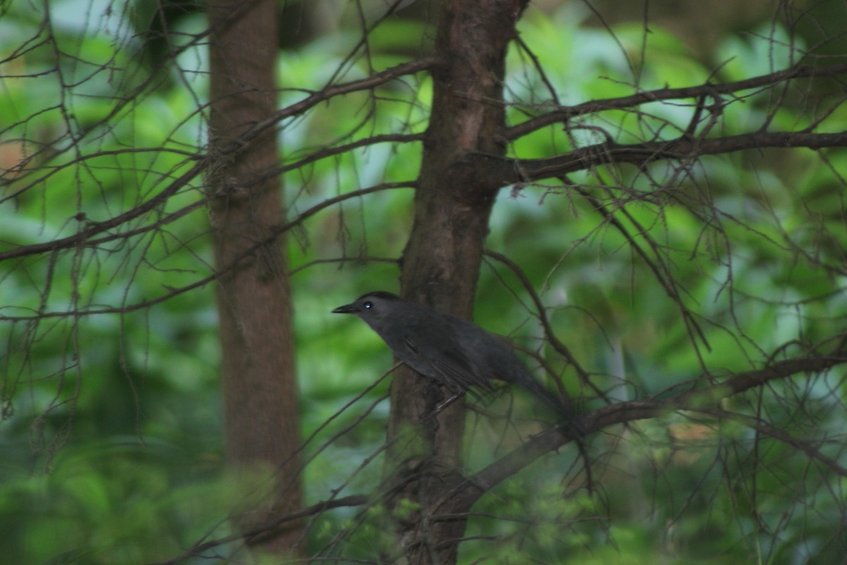 Gray Catbird - ML620602658