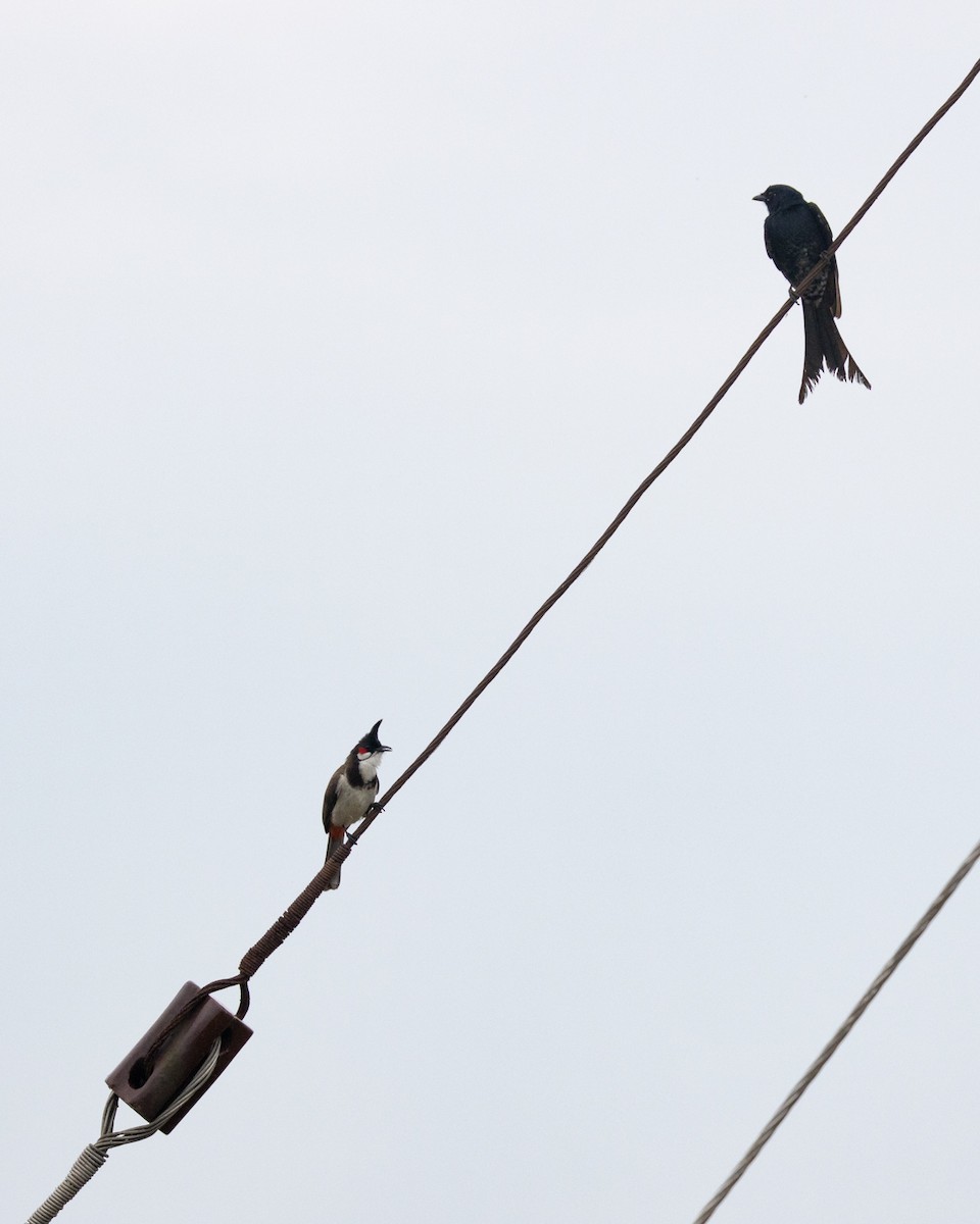 Red-whiskered Bulbul - ML620602659