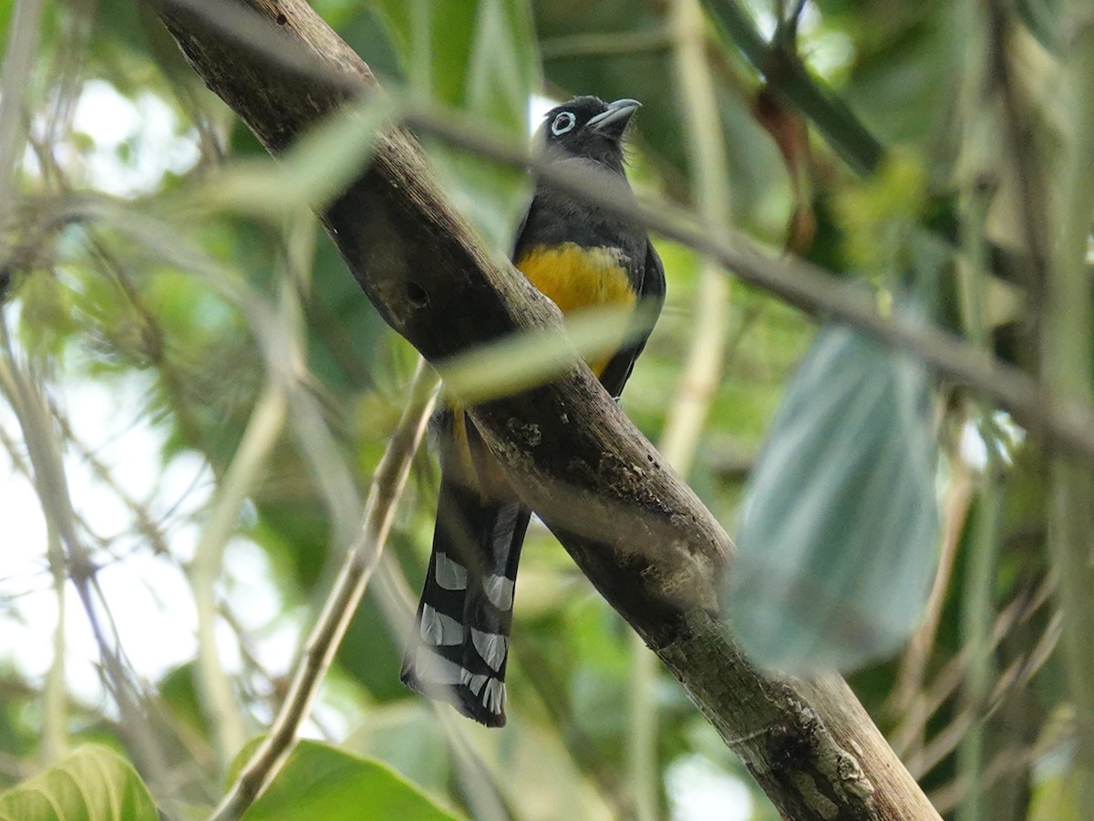 Trogon à tête noire - ML620602660