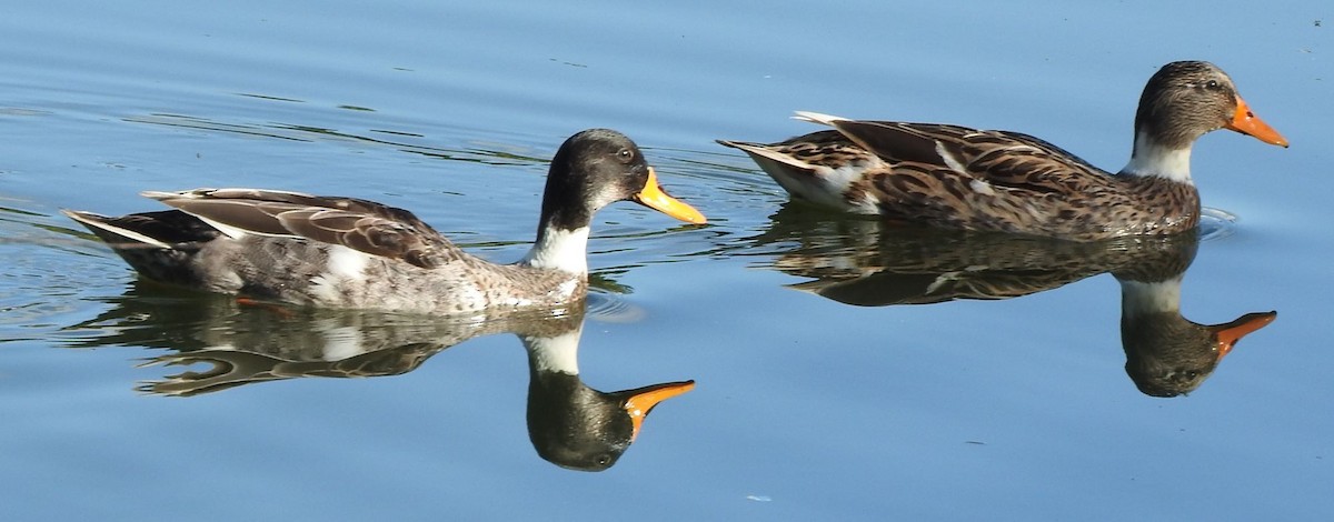 Yellow-billed Duck x Mallard (hybrid) - Dieter Oschadleus