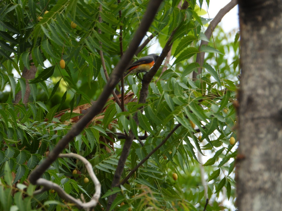 Small Minivet - ML620602666