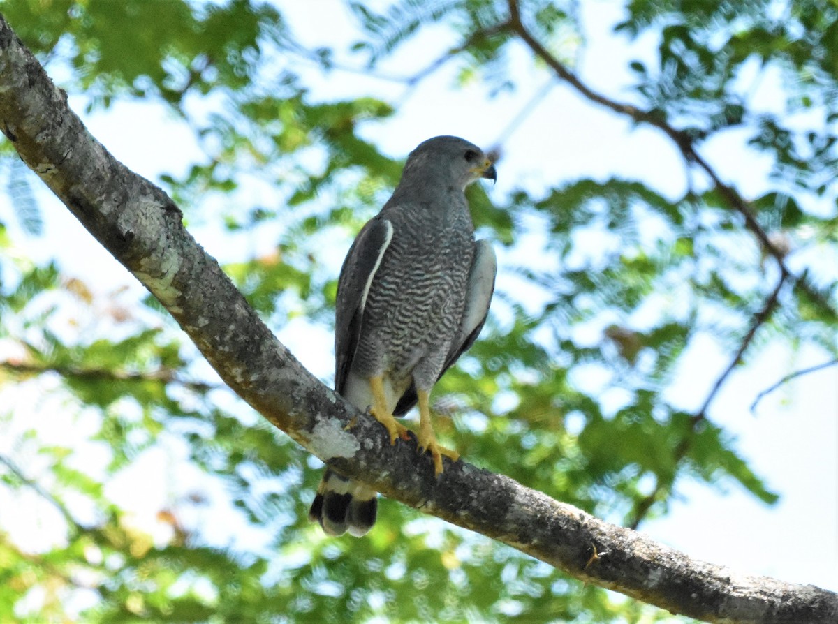 Gray Hawk - ML620602667