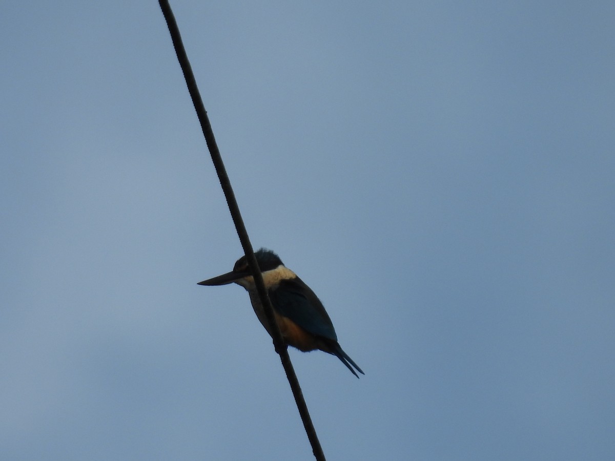 Sacred Kingfisher - ML620602672