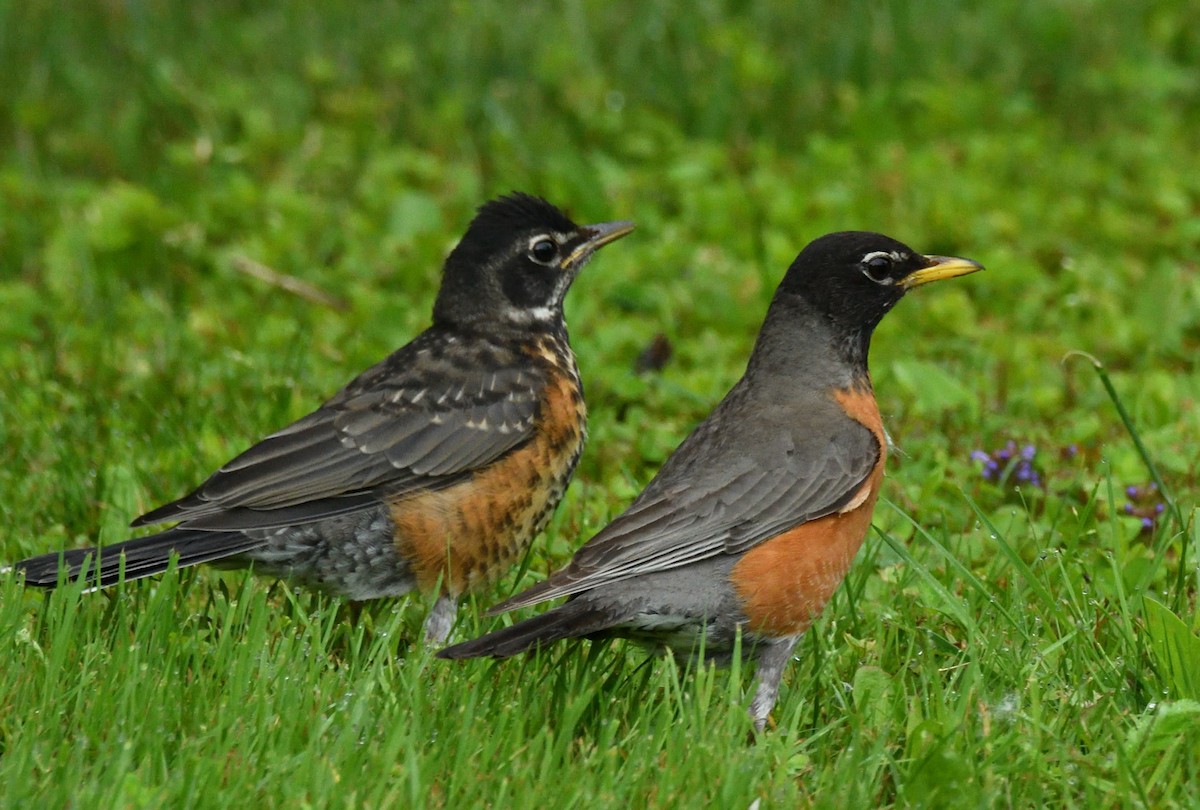 American Robin - ML620602673