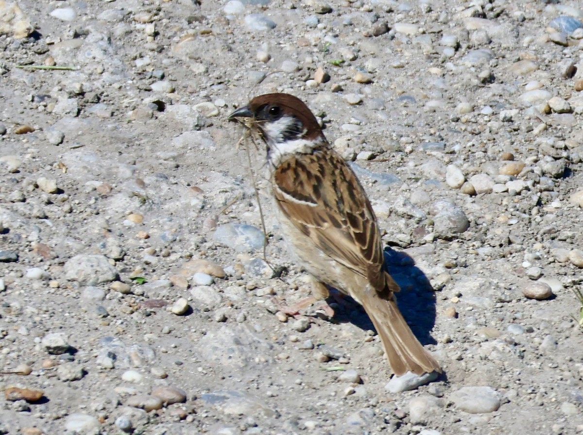 Eurasian Tree Sparrow - ML620602688