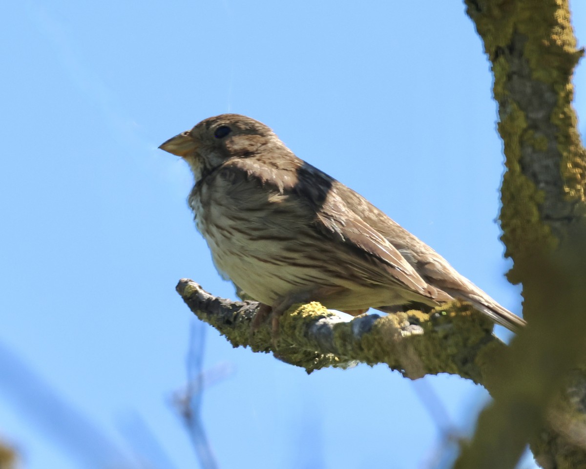 Corn Bunting - ML620602692