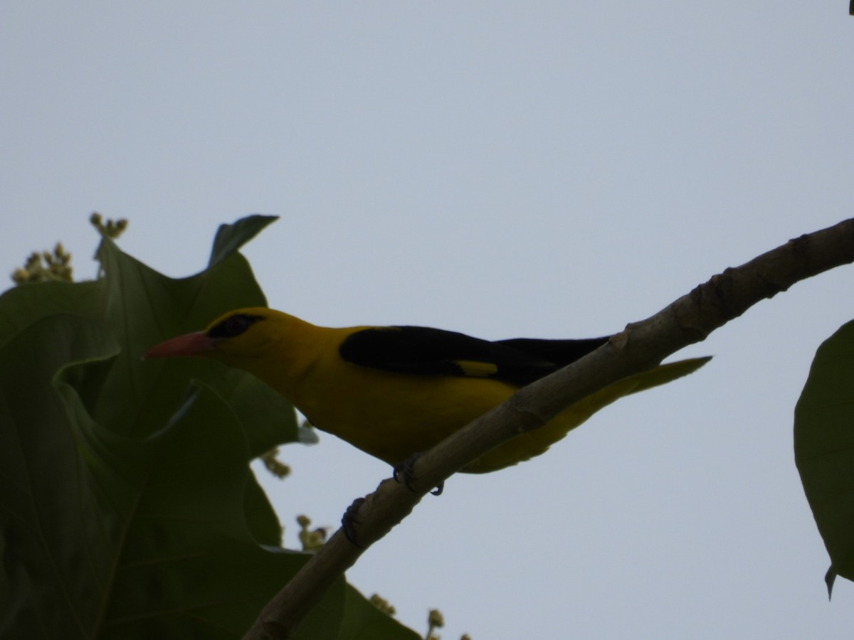Indian Golden Oriole - ML620602696
