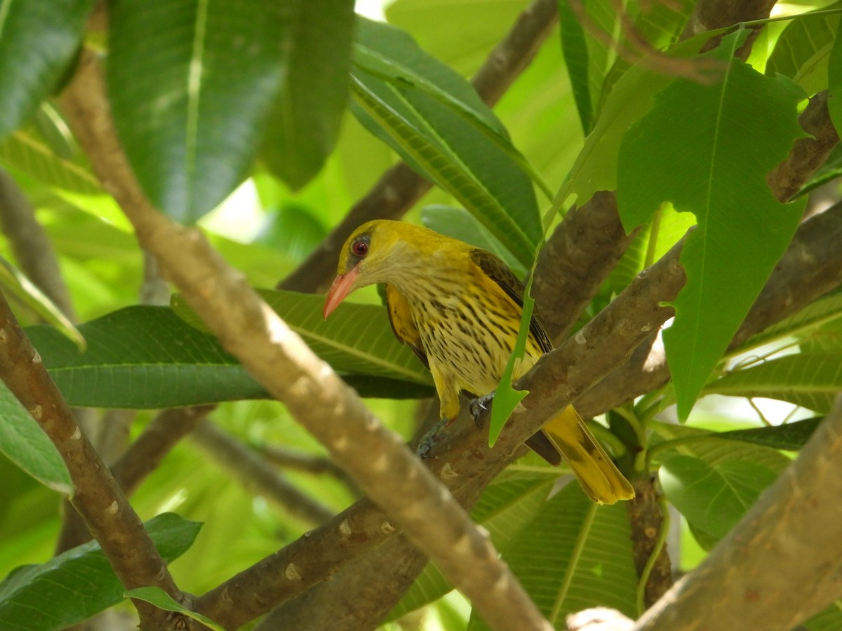 Indian Golden Oriole - ML620602697