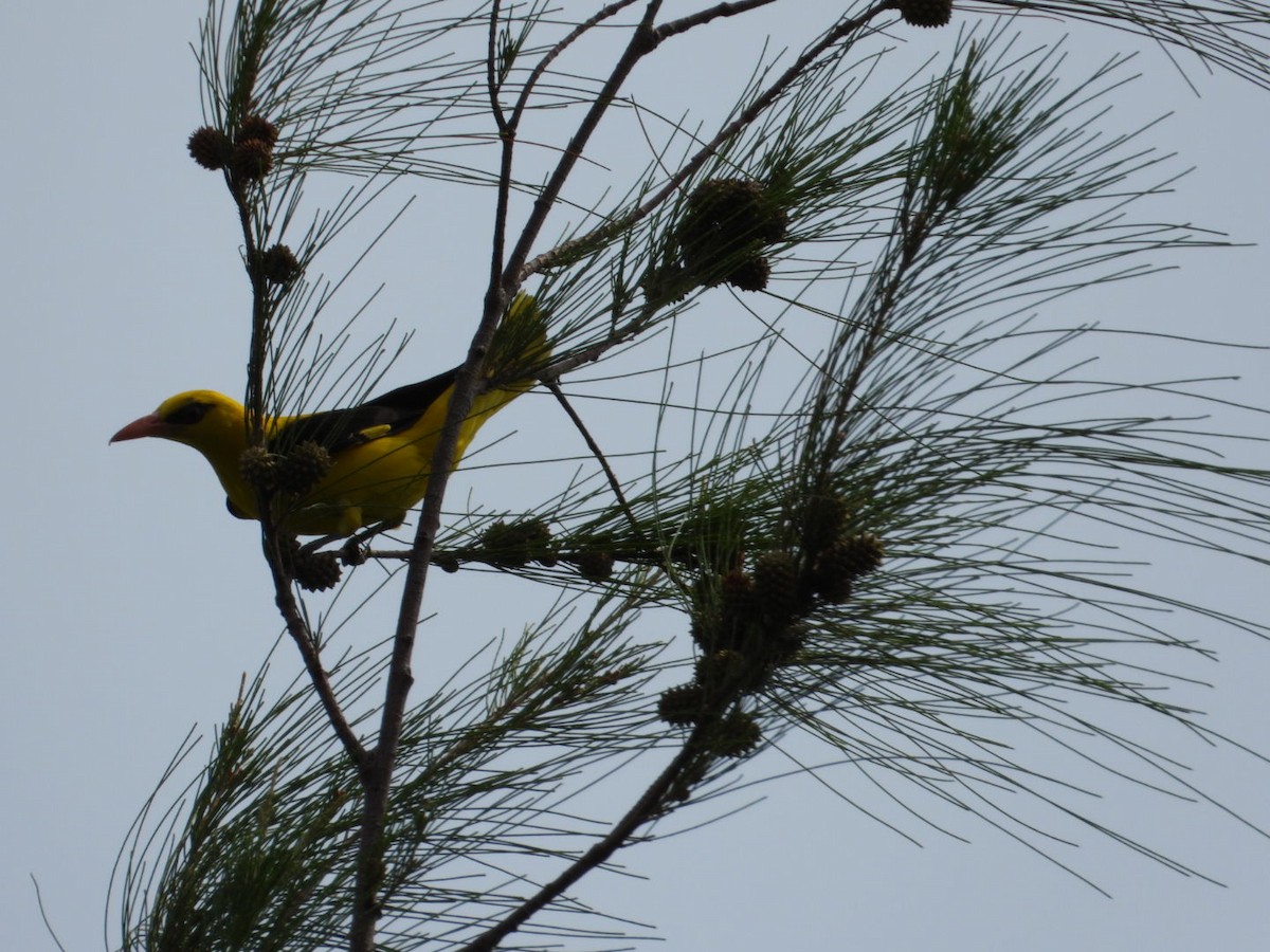 Indian Golden Oriole - VANDANA MOON