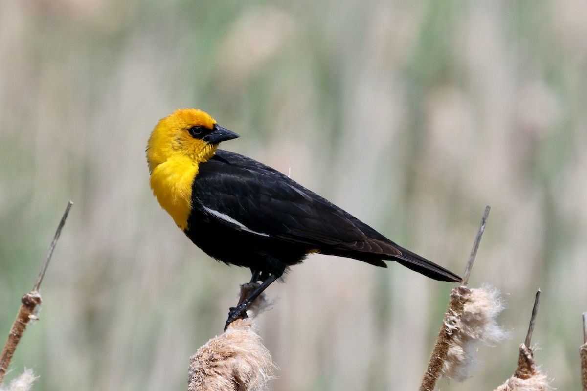 Yellow-headed Blackbird - ML620602699