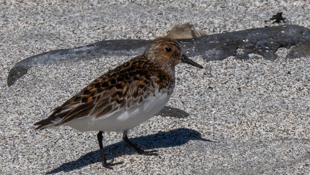 Bécasseau sanderling - ML620602700