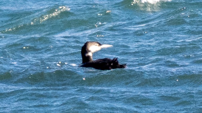 Common Loon - ML620602702