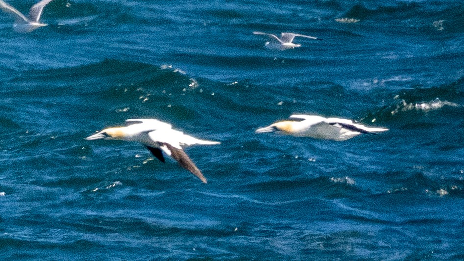 Northern Gannet - ML620602704