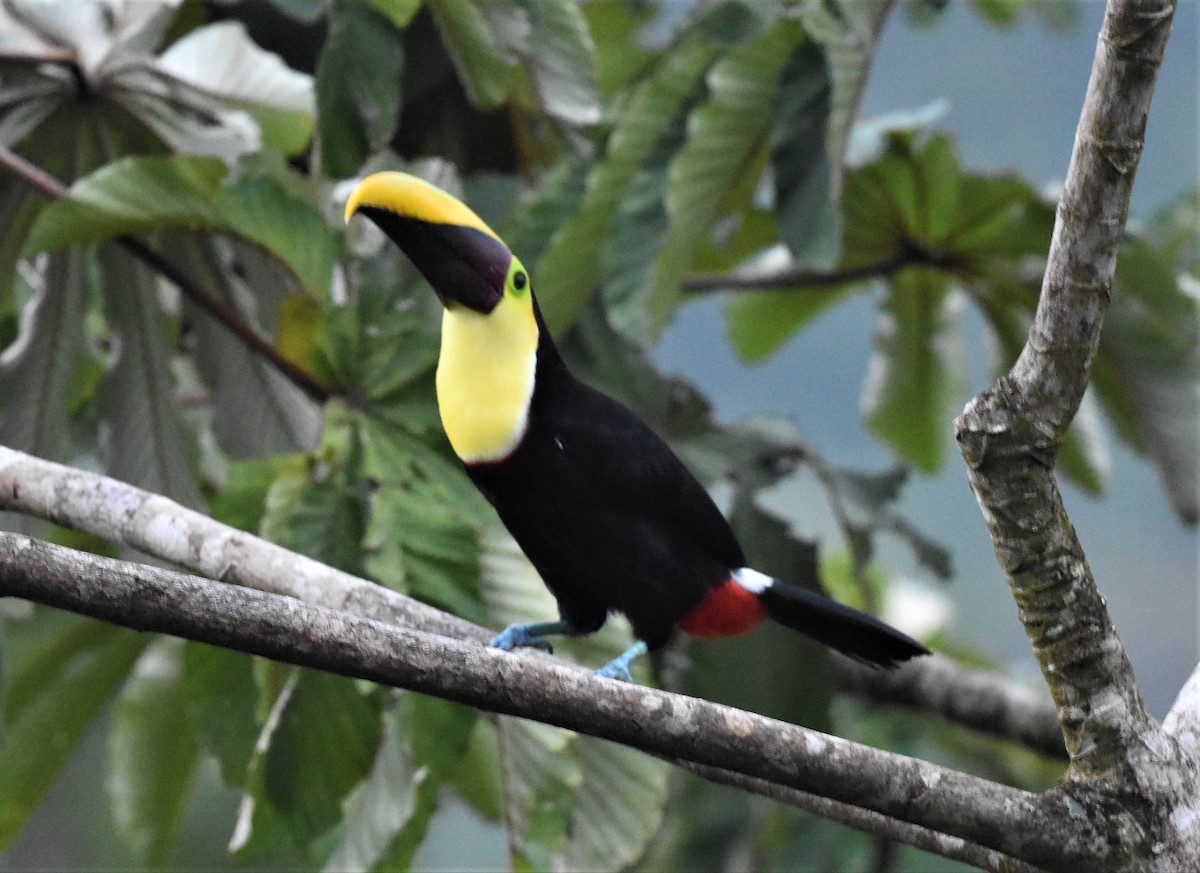 Yellow-throated Toucan - ML620602705