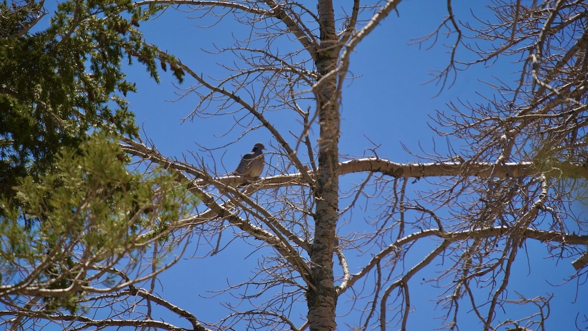 Band-tailed Pigeon - ML620602713