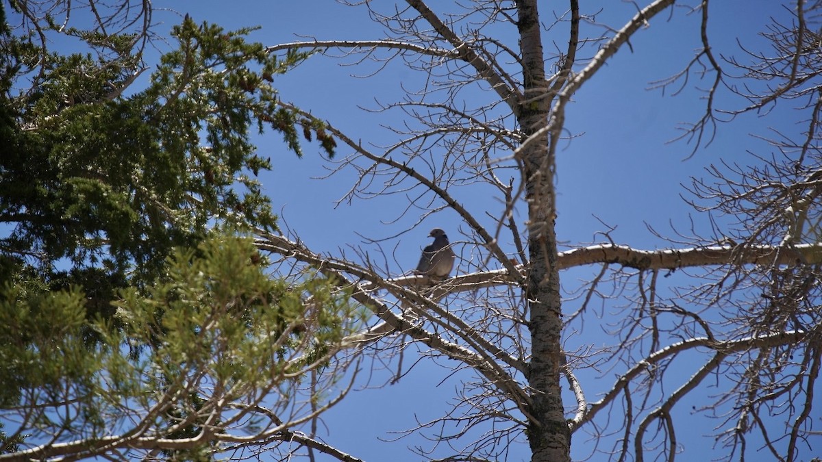 Band-tailed Pigeon - ML620602714