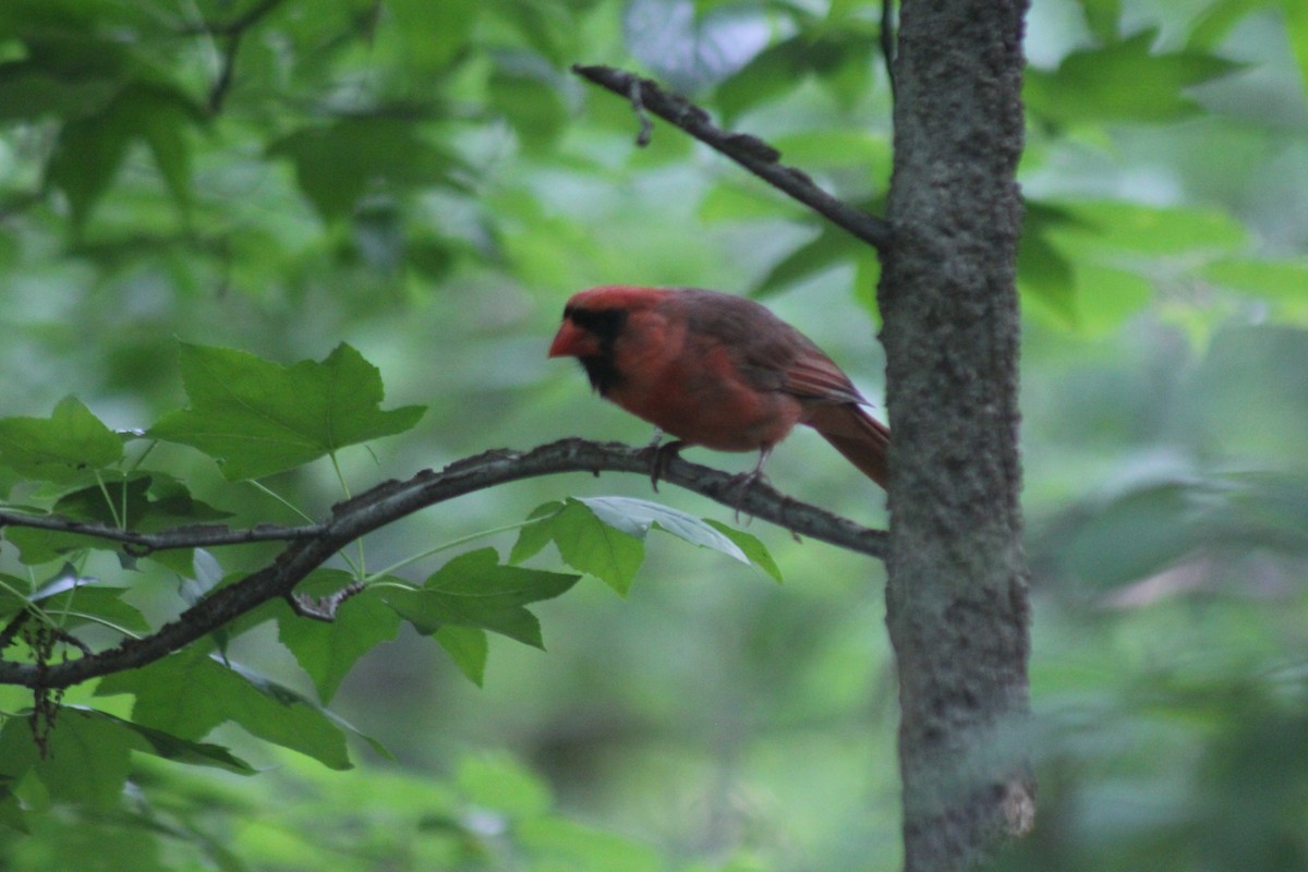 Cardinal rouge (groupe cardinalis) - ML620602717