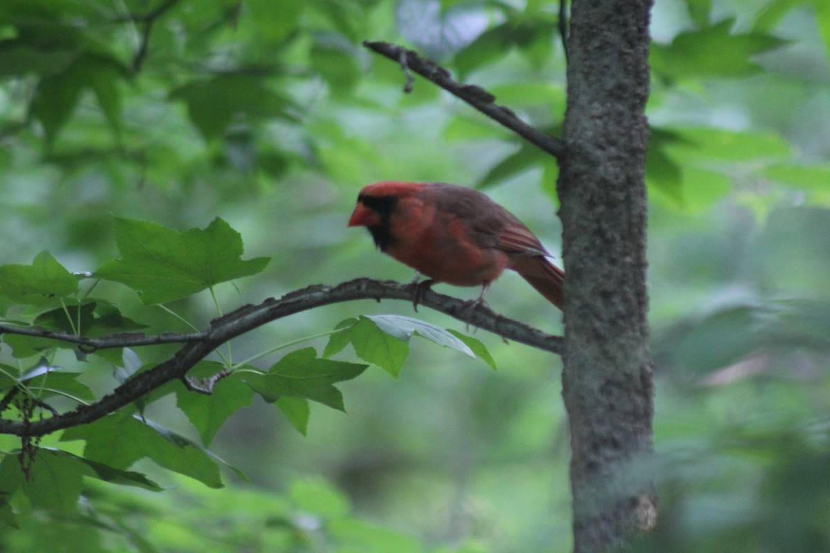 kardinál červený [skupina cardinalis] - ML620602717