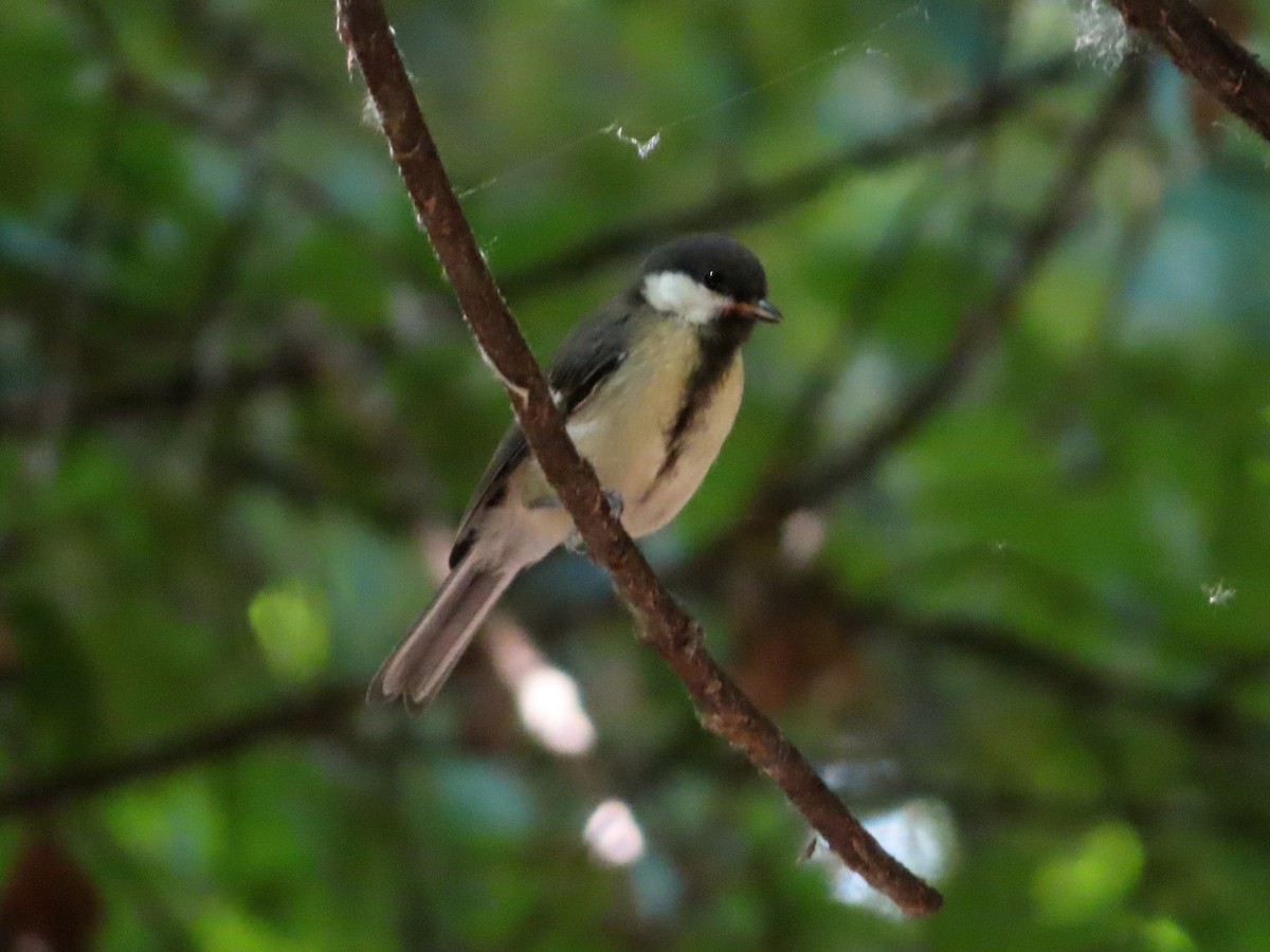 Great Tit - ML620602720