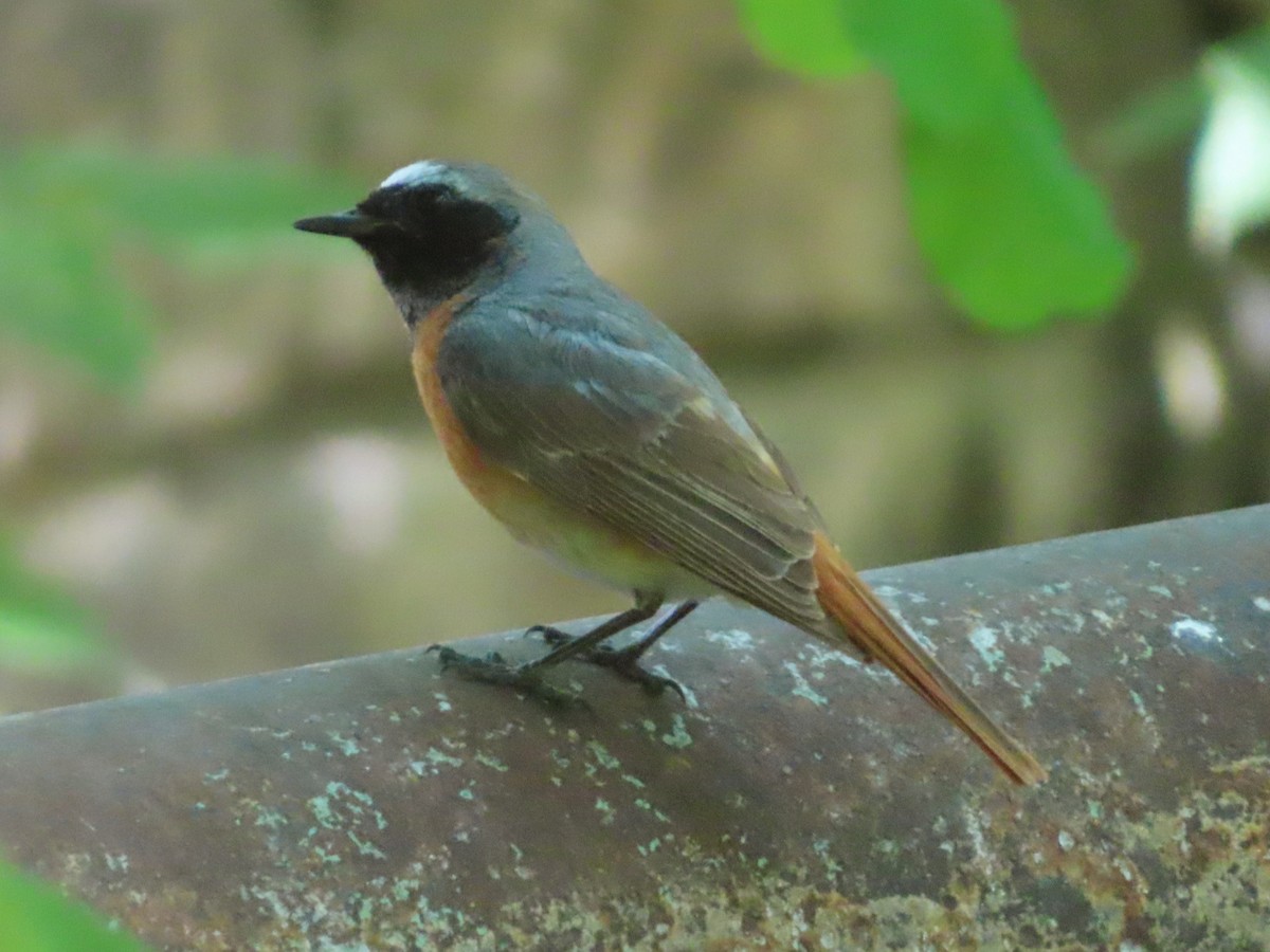 Common Redstart - Kseniia Marianna Prondzynska