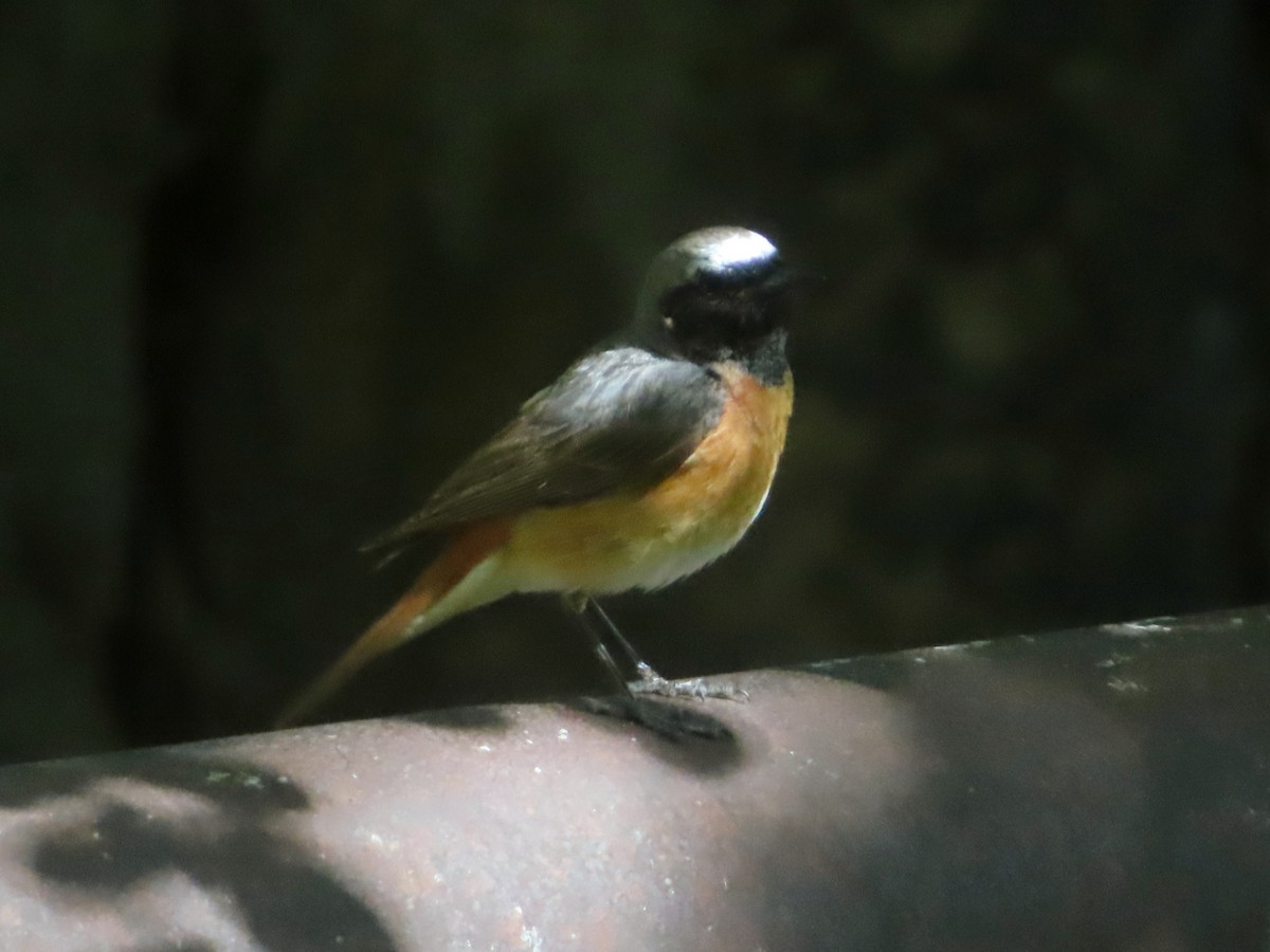 Common Redstart - ML620602725