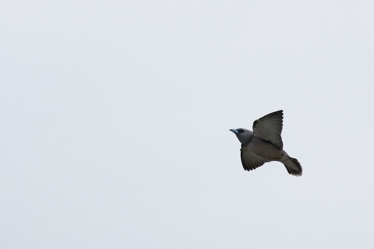 Ashy Woodswallow - ML620602728