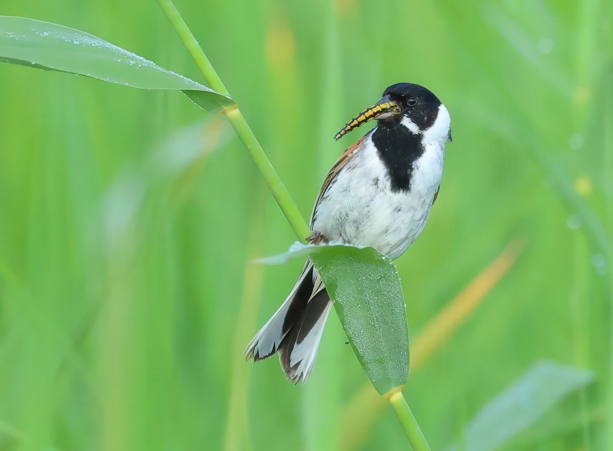 Reed Bunting - ML620602729