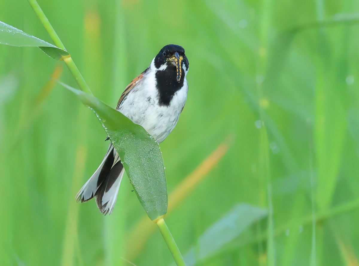 Reed Bunting - ML620602730