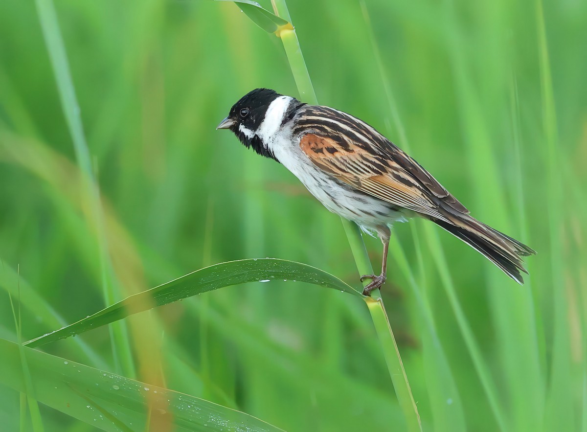 Reed Bunting - ML620602731