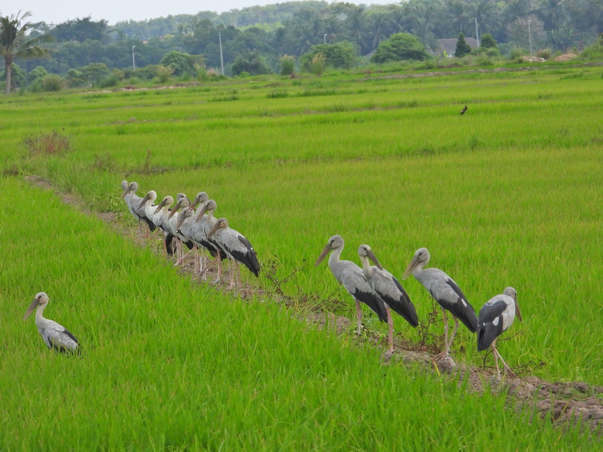 Asian Openbill - ML620602738