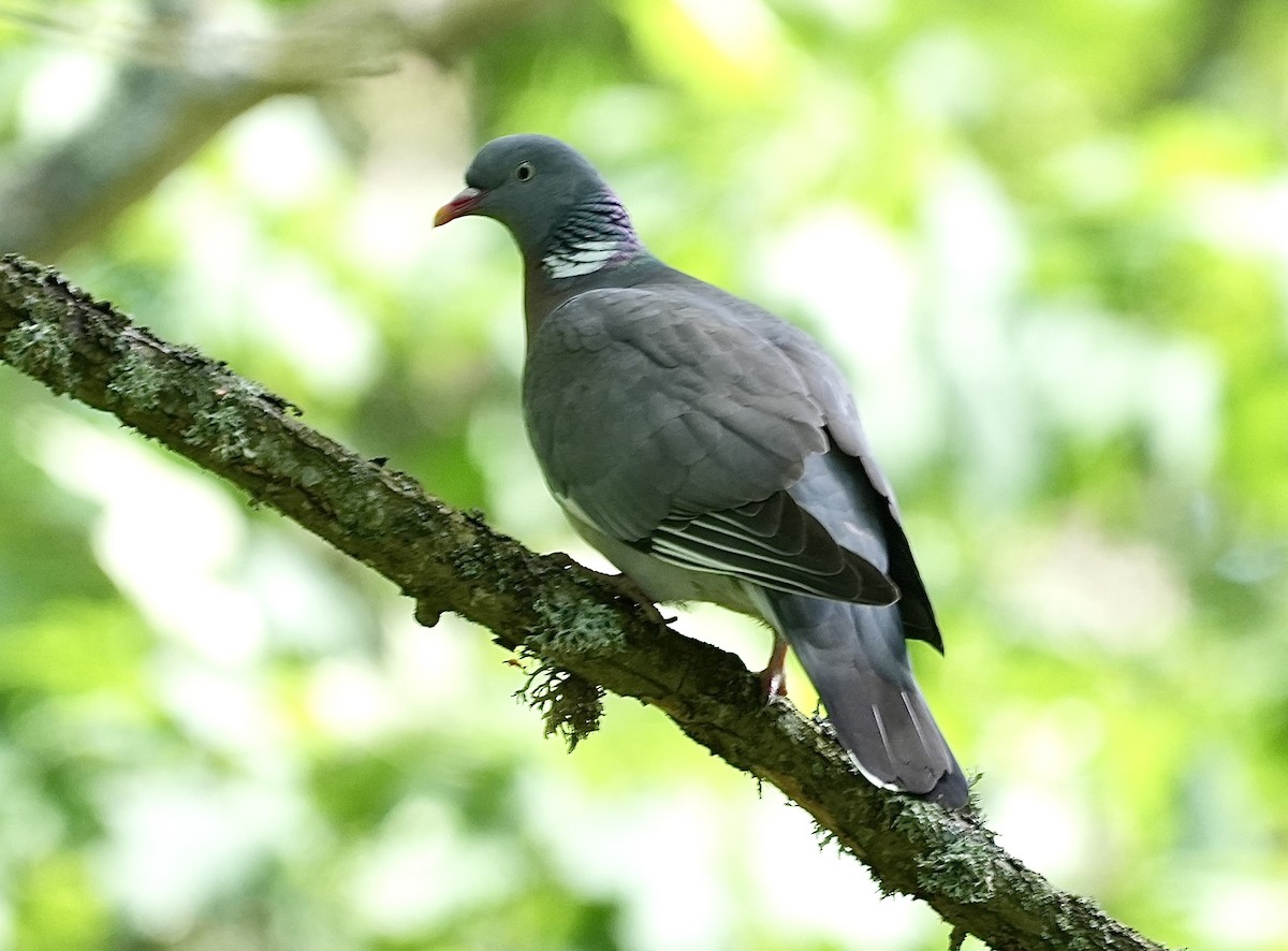 Common Wood-Pigeon - ML620602746