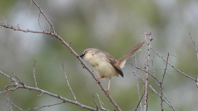 Prinia forestière - ML620602748