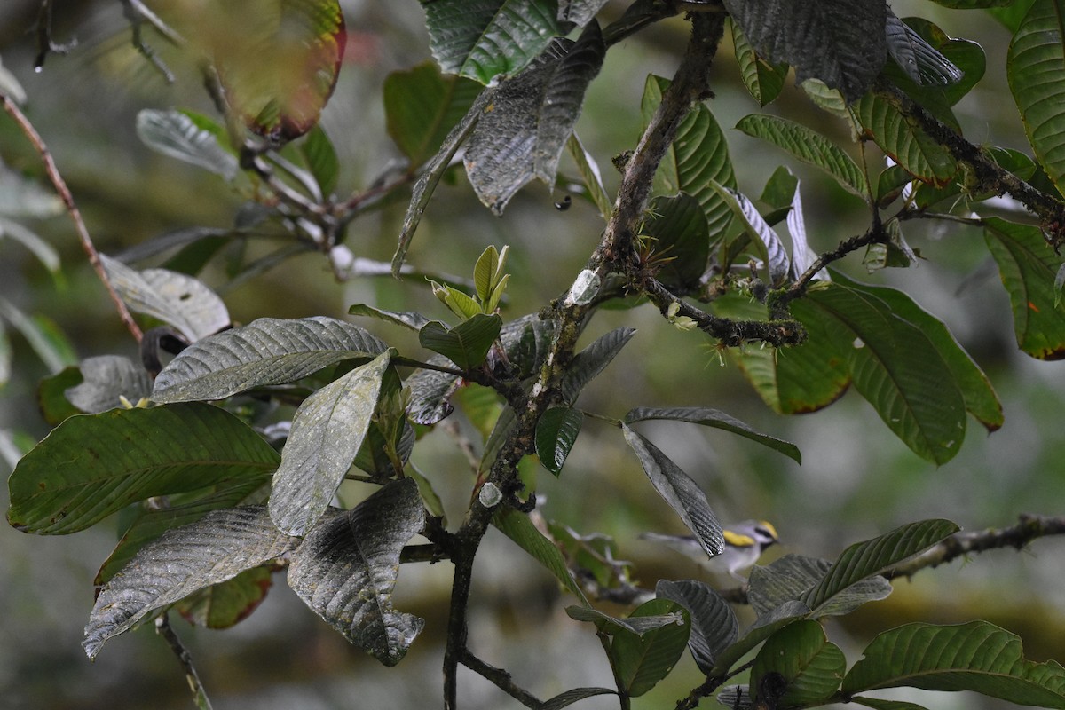 Golden-winged Warbler - ML620602750