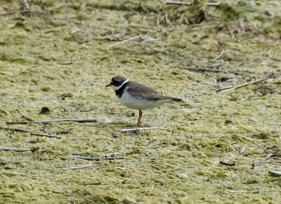 Common Ringed Plover - ML620602751