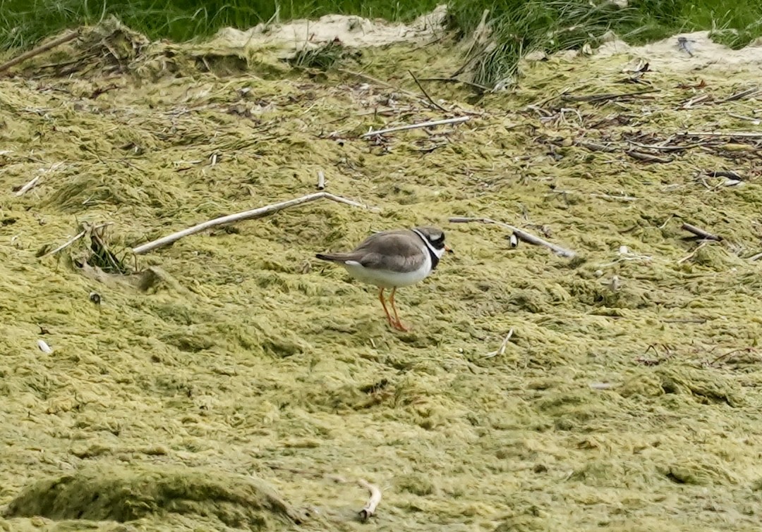 Common Ringed Plover - ML620602752