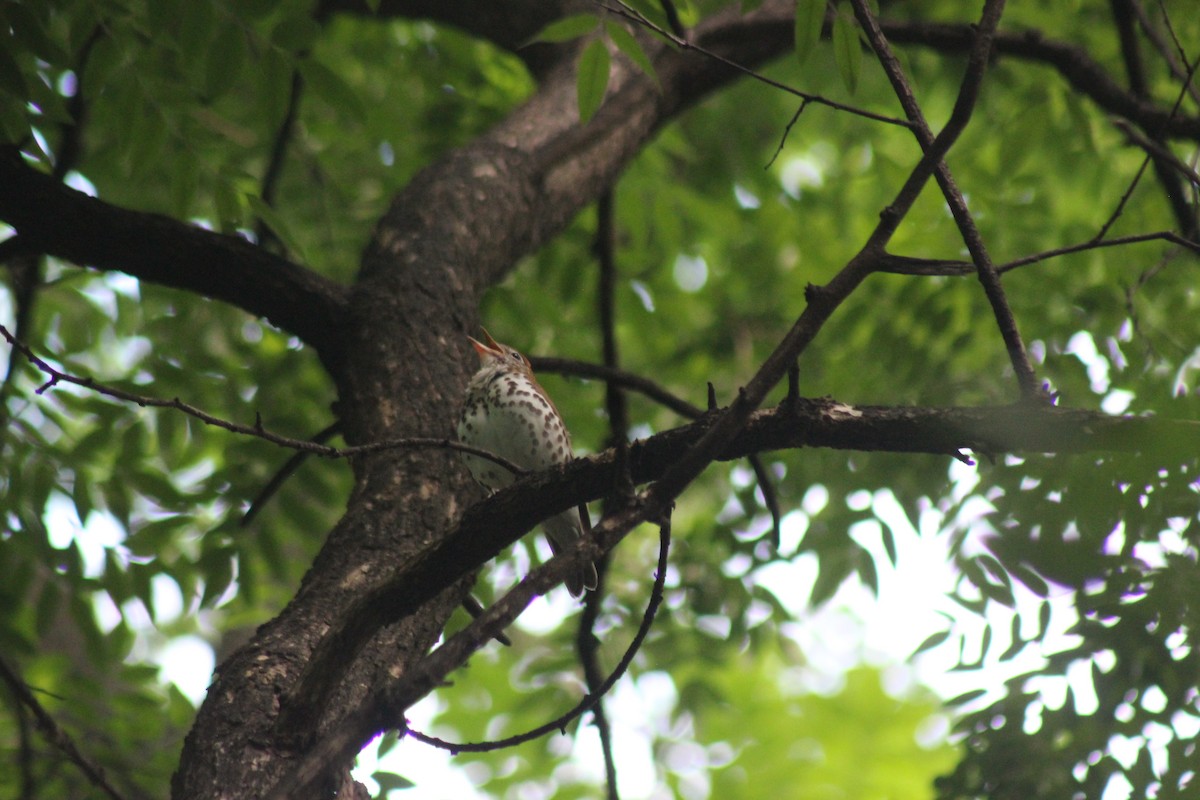 Wood Thrush - ML620602753